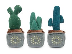 Kaktus im Topf eckig 3-fach 24-28cm